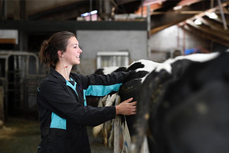 Bij vaarzen met versmallende kruizen is het interval tussen eerste inseminatie en dracht zo’n vier dagen langer dan gemiddeld