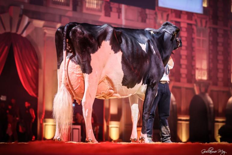Ducass Bradnick Jaka produceerde al ruim 109.000 kg melk (foto: Guilaume Moy)