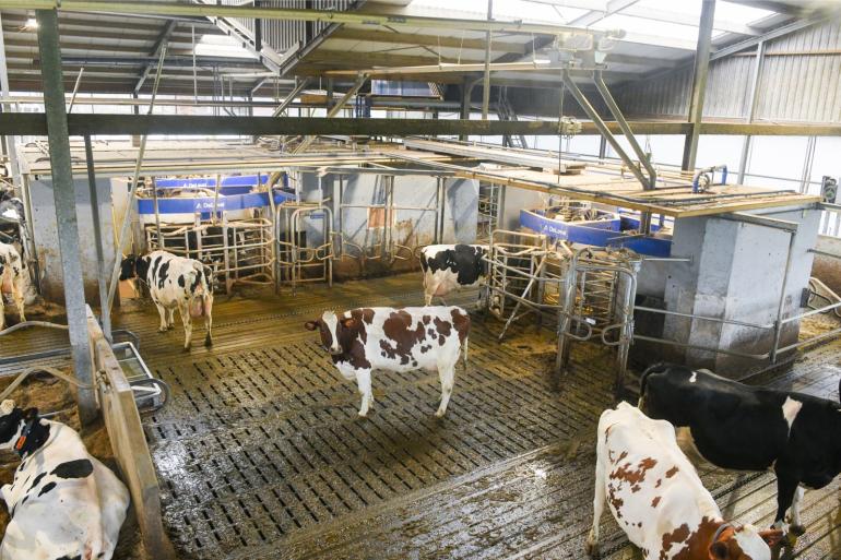 Melkrobots verbruiken per geproduceerde kg melk ongeveer veertig procent meer stroom dan een traditionele melkstal