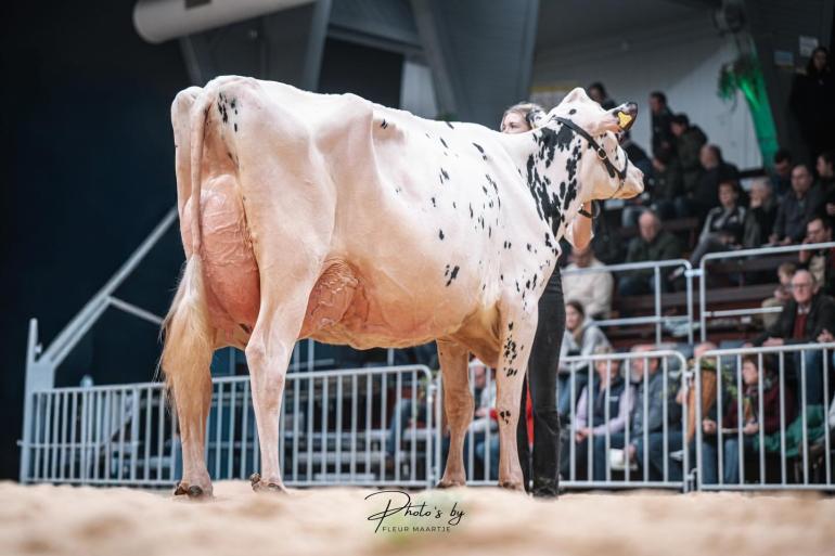 Roycedochter Rekord was in Osnabrück de sterkste bij de oudere koeien (foto: Fleur Maartje Bakker)