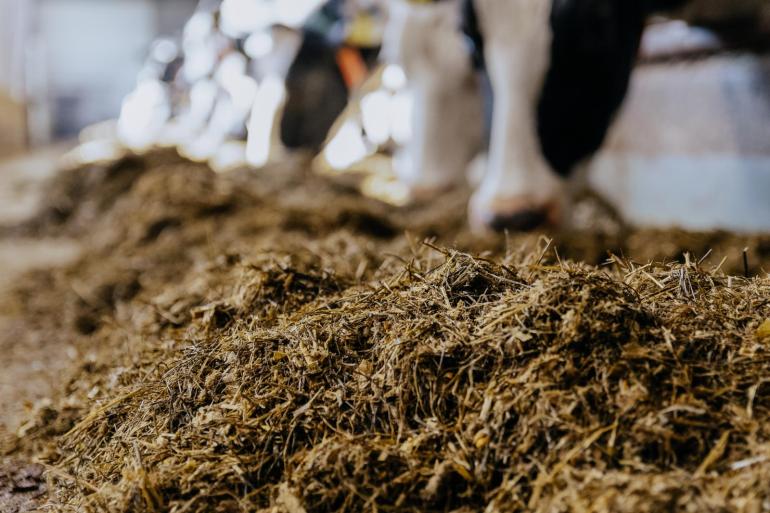 Door verlagen van het ruweiwitgehalte in het rantsoen van 165 naar 150 g per kg droge stof hoeft een voorbeeldbedrijf met 50 hectare land en 100 koeien 175 kuub minder mest af te voeren