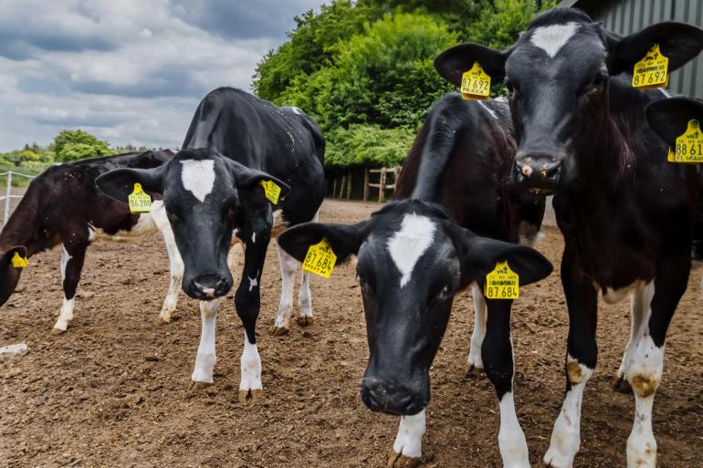 In Duitsland laten 2688 bedrijven hun dieren genotyperen via het programma KuhVision