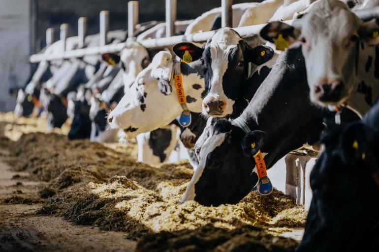 Stikstofreductie via het voerspoor mist een financiële prikkel om echt een bijdrage te leveren