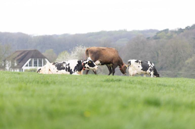 Opstarten kan op percelen met 1000 à 1200 kg droge stof en dan eerst een paar uur in de middag