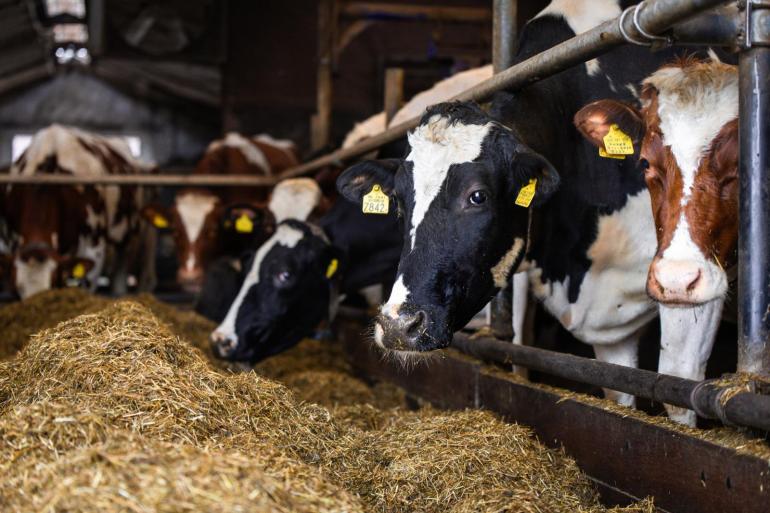 Een lager aandeel ruw eiwit in het rantsoen verlaagt de stikstofexcretie in urine