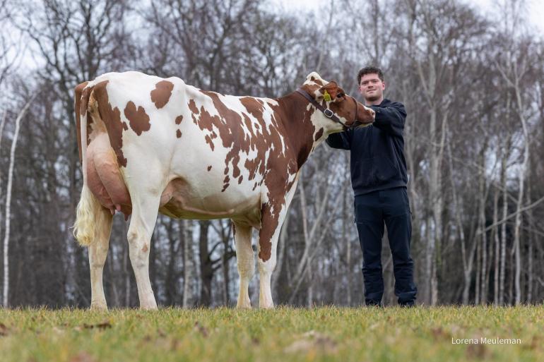 De titel beste roodbonte ging naar Diekers Hilary 45 (foto: Lorena Meuleman)