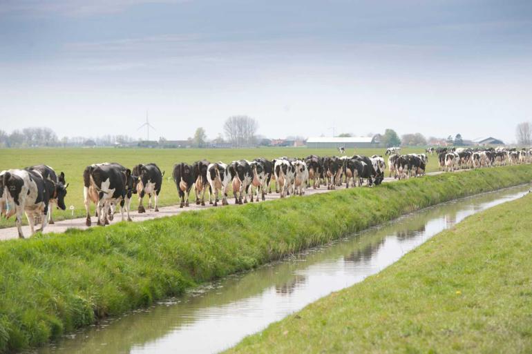 Vroeg beginnen brengt met zich mee dat je moet kunnen schakelen als het door regen nodig is om ze een of meer dagen binnen te houden