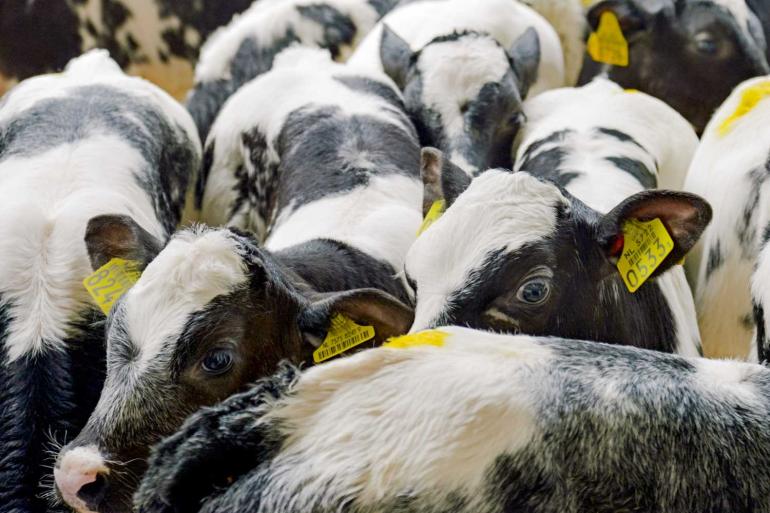 Tijdens een workshop op de jongerendag Het Kalf Centraal geven twee dierenartsen een workshop over de optimale overdracht van het kalf van de melkvee- naar de kalverhouderij