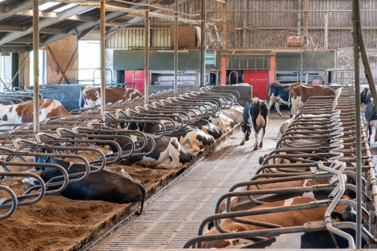  Ondanks de zuiveltak blijven de koeien op het Zeeuwse bedrijf op de eerste plaats staan