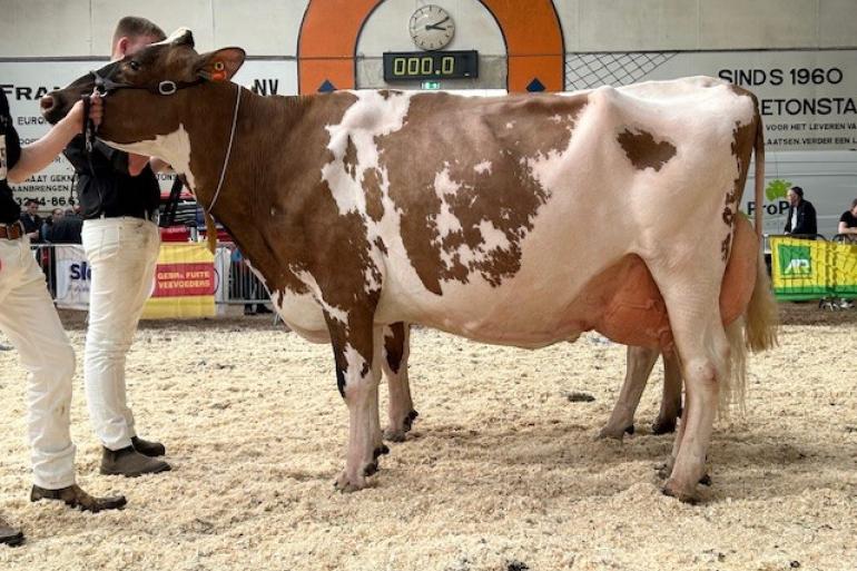 Grashoek Rea 4 P (v. Bart), een van de kampioenen in Asten-Heusden