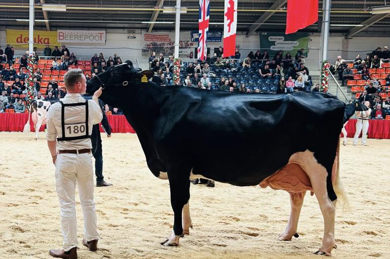 ZR Alge (v. Bradnick) produceerde al meer dan 90.000 kg melk (foto: Auke Landman)