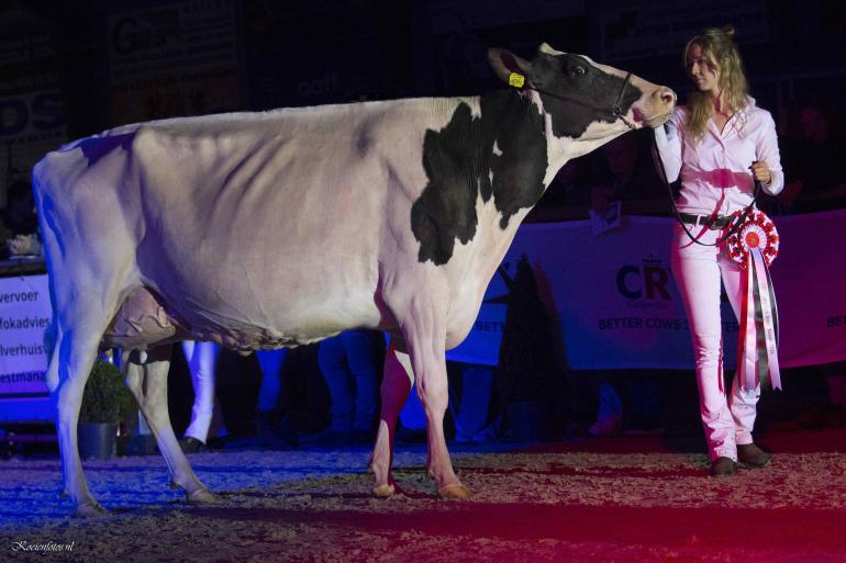 Drouner Cosmo 1836 (v. Alligator) wint opnieuw de FDV winteravondshow (foto: Teus van Herk) 