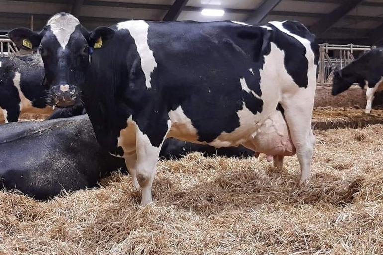 Deense D Estrupdochter passeerde de kaap van 200.000 kg melk. De foto dateert van eind 2023 (foto Sondergärd Agro)