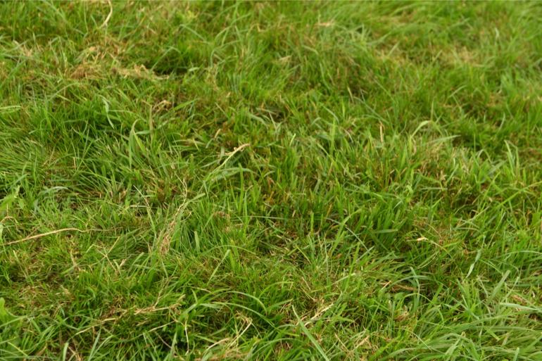 Door koppeling met KringloopWijzer zouden melkveehouders zonder extra werk kunnen voldoen aan de wettelijke verplichting om gegevens over het gebruik van grasland te verstrekken aan het CBS