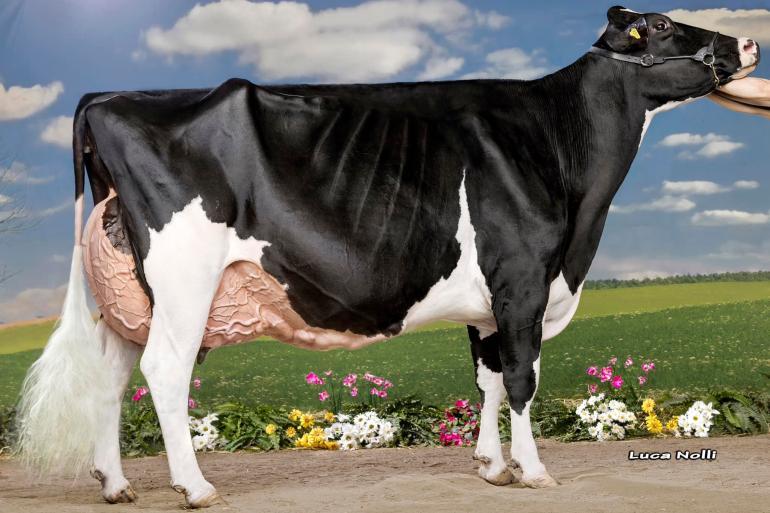 Wyndford Atoowd Grey combineert een exterieurscore van 97 punten met een hoge levensproductie
