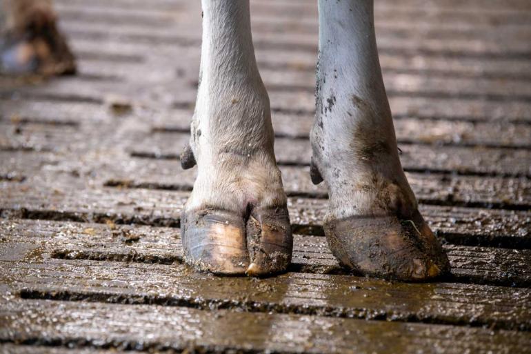 De methaanemissie uit mest kan met 45 tot 89 procent afnemen afhankelijk van het gebruike koelingssysteem