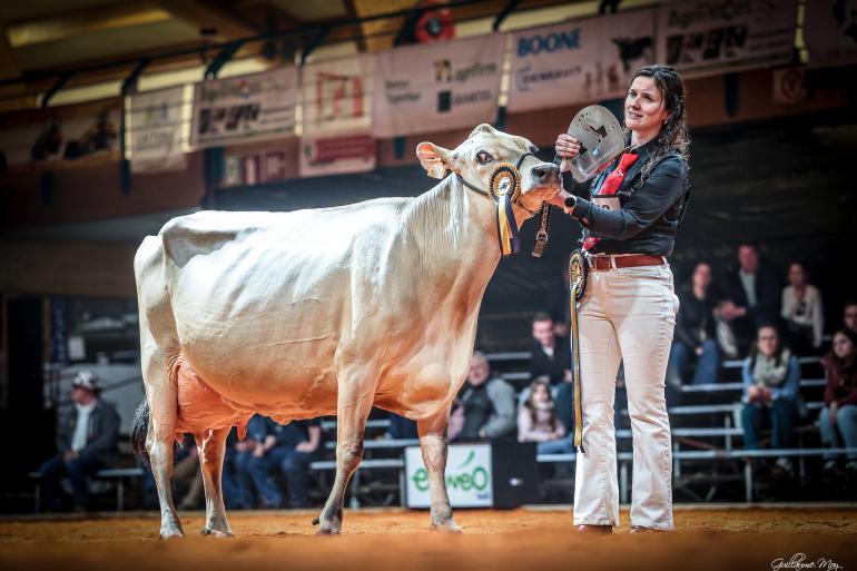 De vijf jaar oude Nova Solex won de rubriek met oudere jerseykoeien (foto: Guillaume Moy)
