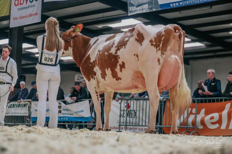 Tienmorgen Paris (v. Swingman) wint het algemeen kampioenschap roodbont (Foto Floor Schut)