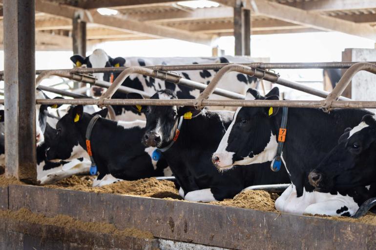 Het totale aantal melkkoeien lag in 2025 met 1,527 miljoen stuks op het laagste niveau sinds 2012