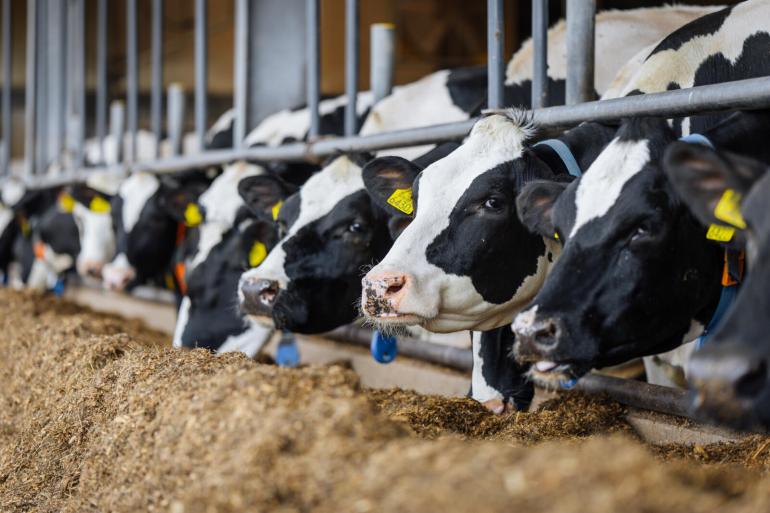 Door veel bijproducten in het rantsoen te gebruiken, lag de CO2-uitstoot van het rantsoen in 2025 op 786 gram per kilogram melk