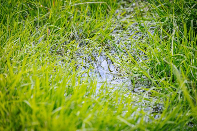 Door het natte voorjaar in 2024 werd er minder stikstof in gras vastgelegd en steeg het stikstofoverschot ten opzichte van 2023