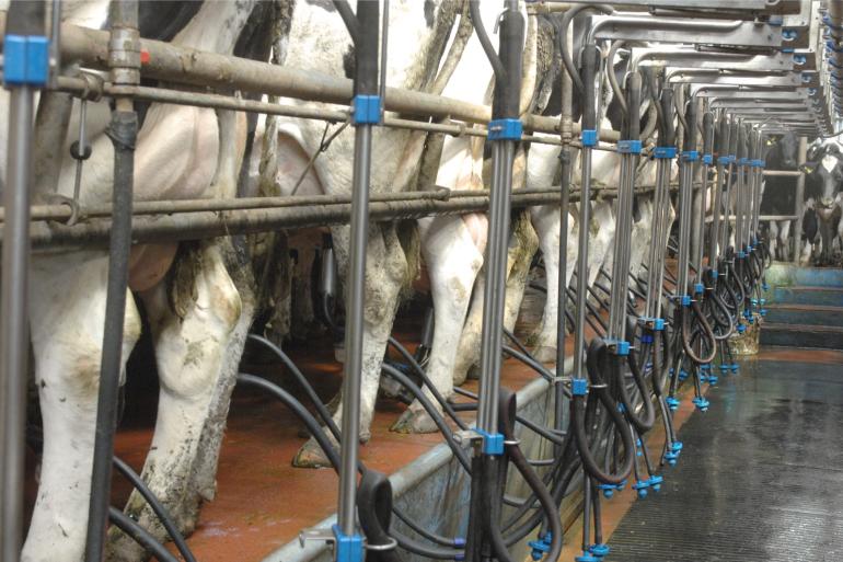 In de Europese Unie nam de melkaanvoer in januari met 4,8 procent toe