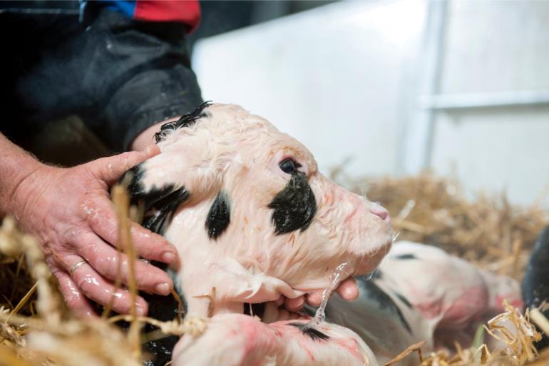 Embryo’s afkomstig van donoren met een hoge HCR en DPR hadden een grotere kans om zich succesvol te ontwikkelen tot een vroeg embryo, een blastocyst