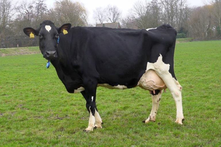 Ondanks haar voorname afkomst en drie sterren heeft Groenibo 53 Destry Zadia totaal geen sterallures. Ze loopt op haar oude dag nog vlot mee in het koppel (beeld: Harrie van Leeuwen)