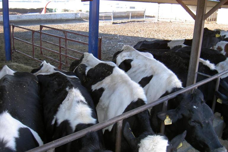Het mkz-virus dat rondgaat op Lesbos en Cyprus is van het serotype SAT-1 (foto ter illustratie, niet gemaakt op een van de getroffen bedrijven)