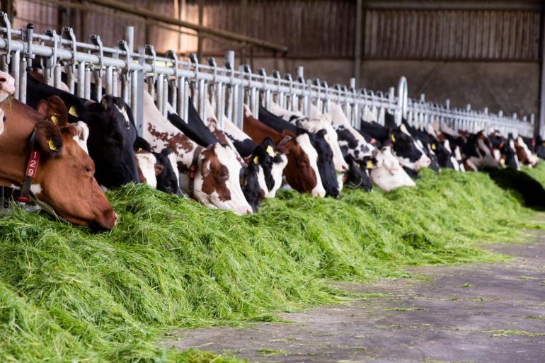 De veehouders met een hoog aandeel vers gras compenseerden het hoge ruweiwitgehalte in vers gras met eiwitarmere kuilen en krachtvoer