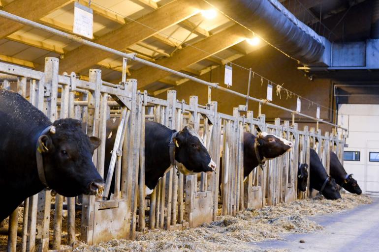 De NVI voor zwartbonte holsteinstieren daalt als gevolg van de basisaanpassing met 24 punten. Roodbontstieren krijgen een 28 punten lagere NVI