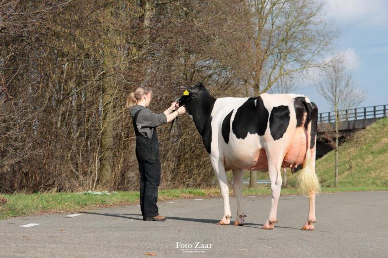 Abundant P-dochter De Wijde Blik Maranti schreef de videovaarzenkeuring op haar naam (foto: Foto Zaar/Zarènde Gunnink)