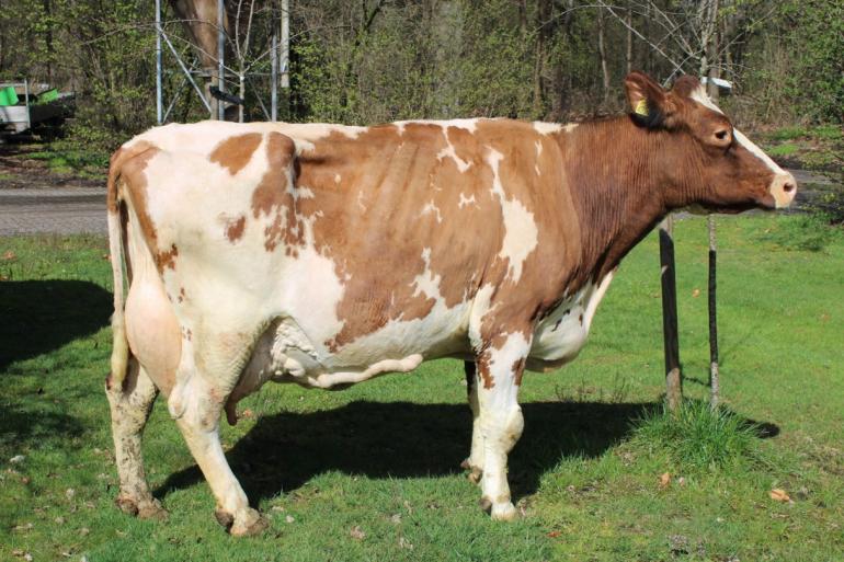 Met een levensproductie van 100.461 kg melk met 6,10% vet en 3,92% eiwit passeerde Rebekka 4394 eerder de tien ton vet en eiwit dan de honderd ton melk (foto: Wout Klein Breteler)
