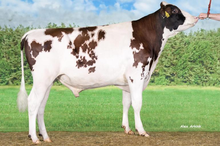 Delta Richman PP stamt uit de koefamilie van Pietje 52