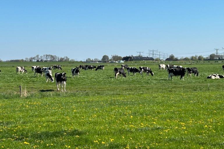Met het superlekkere gras en droge weer is koeien weiden op dit moment een weelde