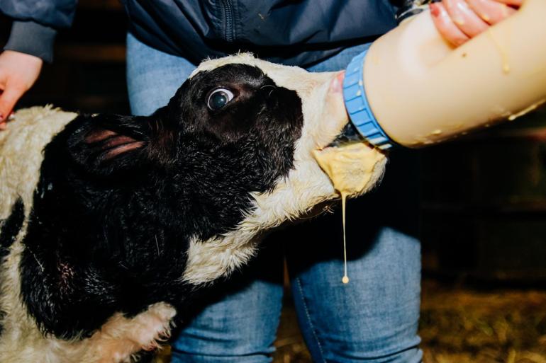 Koeien die slecht opdroogden en na droogzetten nog melk lekten, bleken vaak biest van slechtere kwaliteit te produceren