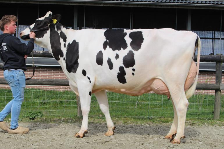 Blessingdochter Slob Lola 124 wint het algemeen kampioenschap van de videokeuring Over-Betuwe