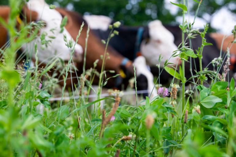 Van de totale landbouwgrond was afgelopen jaar 4,8 procent biologisch
