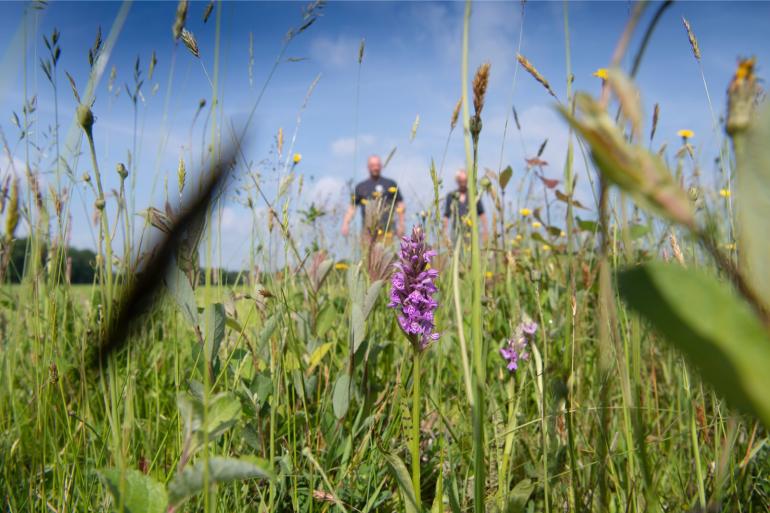 Door niet te ploegen blijven insectenlarven in de grond behouden, waardoor populaties zich kunnen opbouwen
