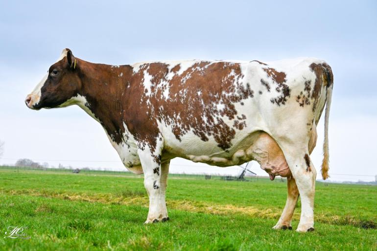 Met een gemiddelde lactatiewaarde van 111 was Trix jarenlang een van de beste productiekoeien van Yde Engelsma. Ze is een kleindochter van de NRM-kampioene van 2010