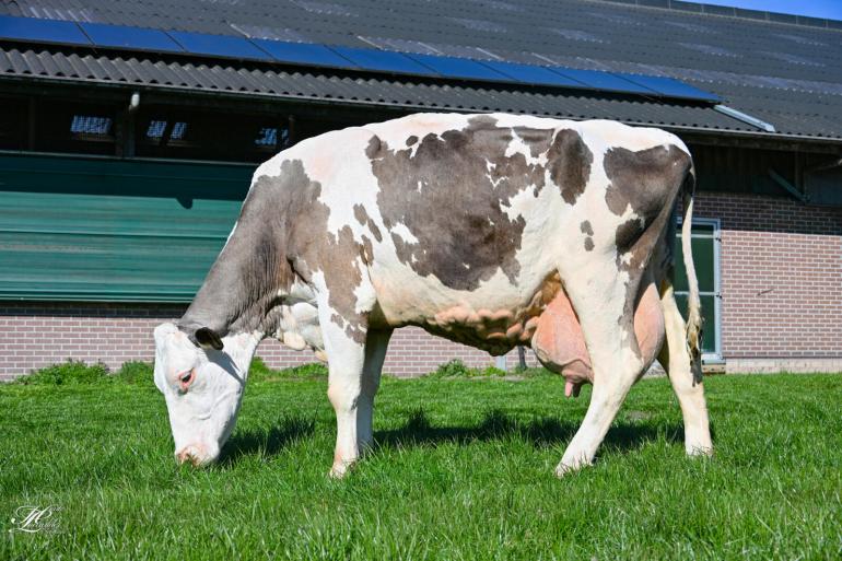 Caroliena 114 heeft haar kleur niet te danken aan haar respectabele leeftijd. Grijs is ze haar hele leven geweest (foto: Henk Lomulder)
