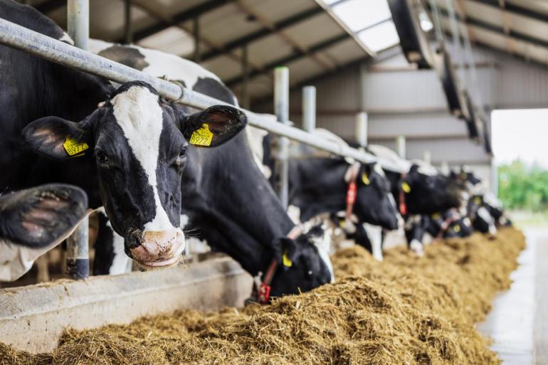 Koeien die het voeradditief minimaal veertien dagen gevoerd kregen, produceerden gemiddeld 1,4 kilo melk per dag meer
