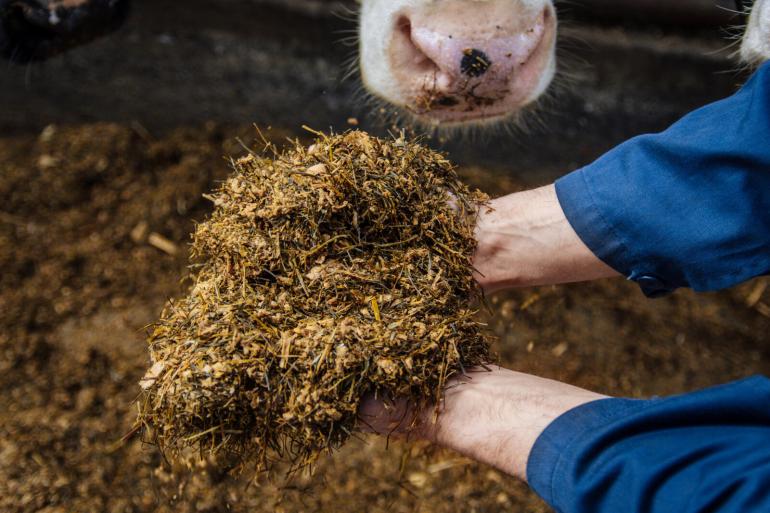 Zo’n 55 procent van de Koe en Eiwit-deelnemers speelde met het aandeel krachtvoer om het ruweiwitgehalte te verlagen