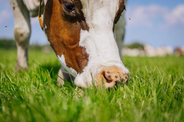 Minder bijvoeren of meer weiden is een idee om de groeiende grasvoorraad vers te benutten 