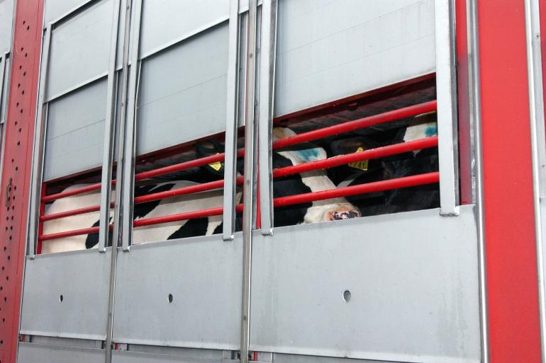 Na vaststelling van de ziekte, werd in april export van vee vanaf Sardinië voorlopig verboden. Dat verbod is onder strenge voorwaarden komen te vervallen voor de gebieden die buiten de afgebakende zones liggen