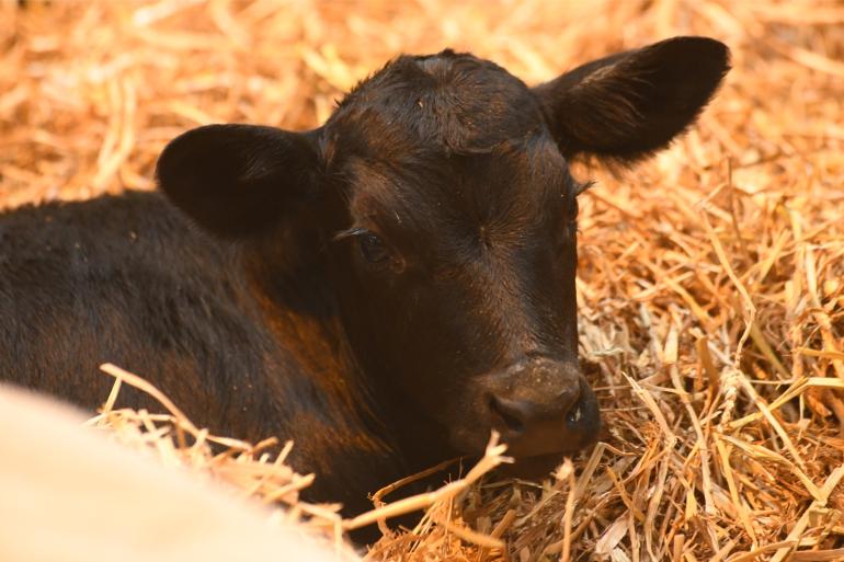 De onderzoekers vermoeden dat de betere weerstand van de kruislingen deels het effect is van heterosis