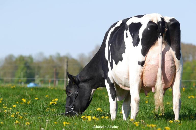 Drouner Anna 1709 is voor de familie Albring de tweede koe met 93 punten (foto: Marieke Albring)