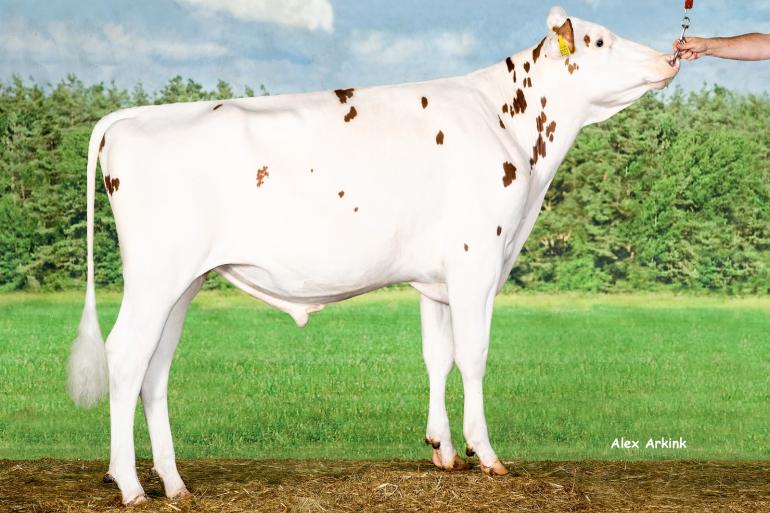 Poppe Freestyle tekende afgelopen boekjaar voor bijna 5,5 procent van de roodbonte en bijna een procent van de zwartbonte holsteinkalveren in Wallonië