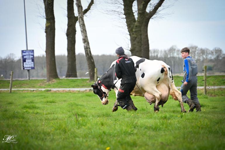 In poseren voor de foto had de sterkoe in eerste instantie niet zo veel zin