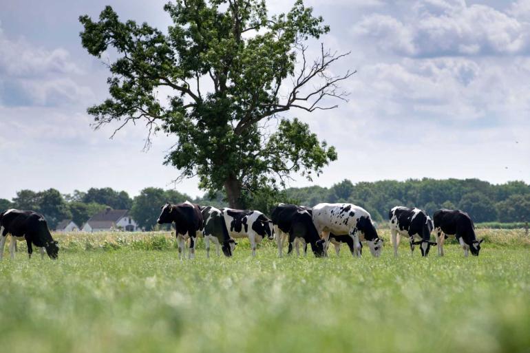 De pinken ouder dan een jaar (mits die vorig jaar op weidestage zijn geweest) kunnen achter de koeien aan weiden of op veldkavels verder weg